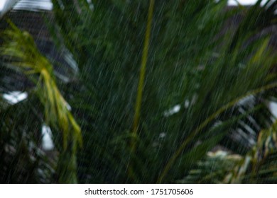 Heavy Rainfall Green Tree Background 