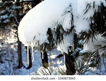 Heavy Snow Laden Pine Bough Dripping Stock Photo 1540873043 