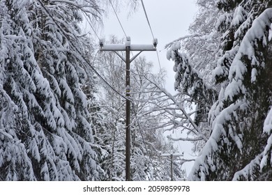 Heavy snow tilts trees near power line