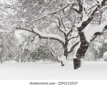 heavy snowfall in the orchard