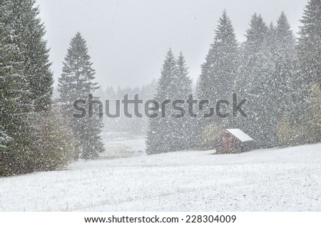 heavy snowstorm over alpine meadows in forest, Bavaria, Germany
