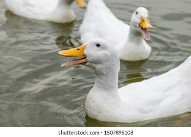 Heavy white pekin ducks (also known as aylesbury or long island ducks) - Shutterstock ID 1507895108