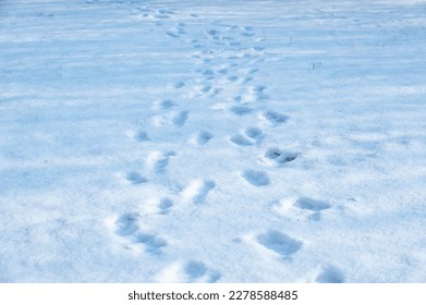 Heavy winter snow covers the sidewalks and plant landscapes of urban parks - Powered by Shutterstock