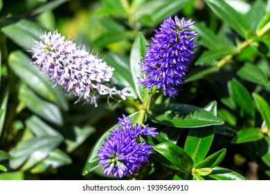 Hebe Flower Plant Is A Genus Of New Zealand Native Plants 