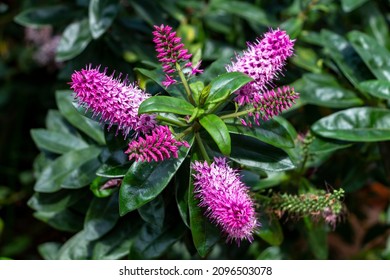 Hebe Flower Plant Is A Genus Of New Zealand Native Plants