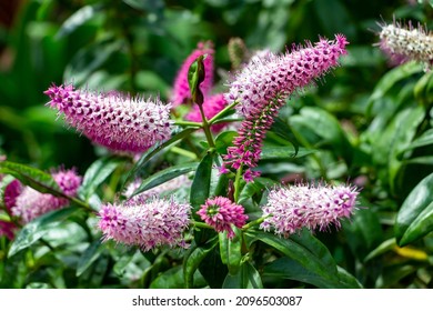 Hebe Flower Plant Is A Genus Of New Zealand Native Plants