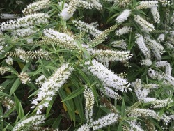 Hebe (Veronica) Salicifolia (Willow-leaved Hebe Or Koromiko) In Full Flower