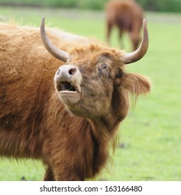 Heck Cattle