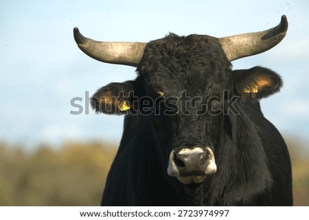 Heck cattle in conservation area
