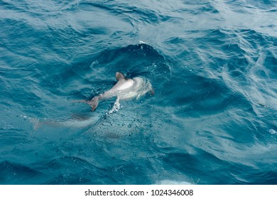 Hector Dolphin Akaroa New Zealand