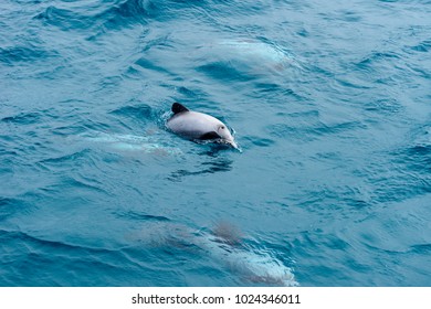 Hector Dolphin Akaroa New Zealand