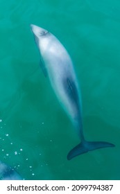 Hector Dolphin At Banks Peninsula In New Zealand