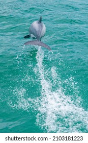 Hector Dolphin At Banks Peninsula In New Zealand