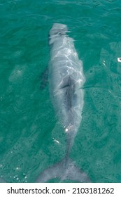 Hector Dolphin At Banks Peninsula In New Zealand