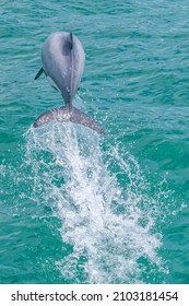 Hector Dolphin At Banks Peninsula In New Zealand