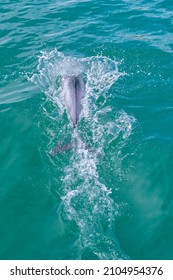 Hector Dolphin At Banks Peninsula In New Zealand