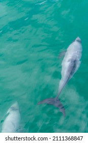 Hector Dolphin At Banks Peninsula In New Zealand