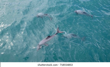 Hector Dolphins In Blue Ocean View From Above.One Of The Smallest Marine Dolphins In The World, Hectors Dolphins Grow No More Than 1.5 M In Length.Only Found In New Zealand's Waters.