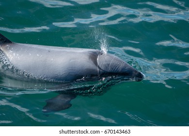 Hectors Dolphin