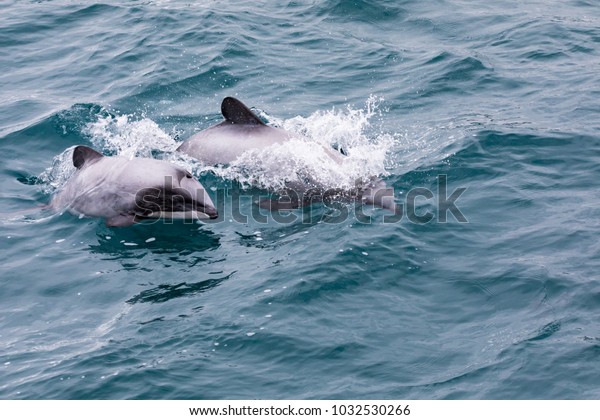 Hector\'s Dolphin (Cephalorhynchus hectori) mother\
and calf, the world\'s smallest and rarest marine dolphin, Akaroa\
Harbour, New Zealand