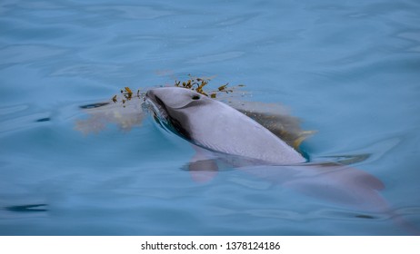 Hectors Dolphin Playing With Seaweed New Zealand