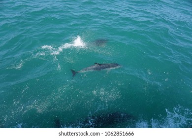 Hector's Dolphin Swimming In The Ocean