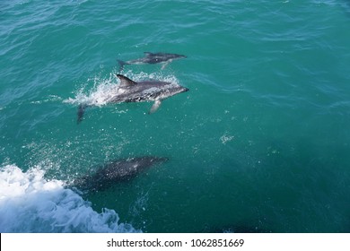 Hector's Dolphin Swimming In The Ocean