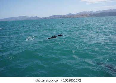 Hector's Dolphin Swimming In The Ocean