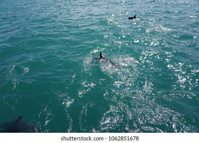 Hector's Dolphin Swimming In The Ocean