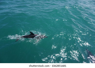 Hector's Dolphin Swimming In The Ocean