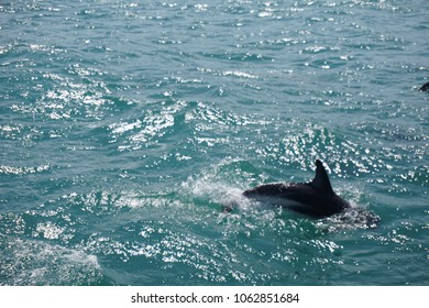 Hector's Dolphin Swimming In The Ocean