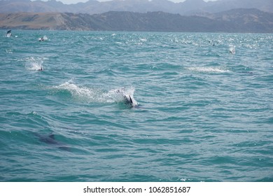 Hector's Dolphin Swimming In The Ocean