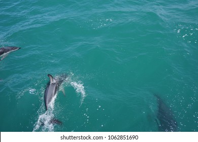 Hector's Dolphin Swimming In The Ocean