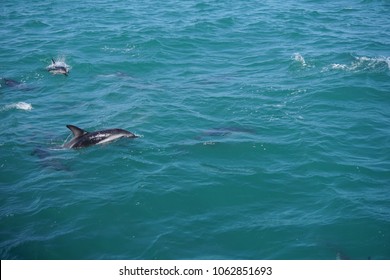 Hector's Dolphin Swimming In The Ocean