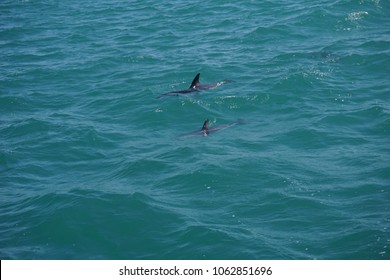 Hector's Dolphin Swimming In The Ocean