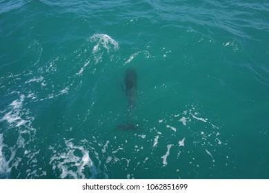 Hector's Dolphin Swimming In The Ocean