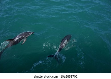 Hector's Dolphin Swimming In The Ocean