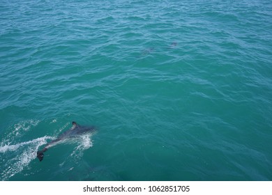 Hector's Dolphin Swimming In The Ocean