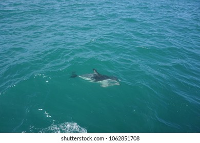 Hector's Dolphin Swimming In The Ocean