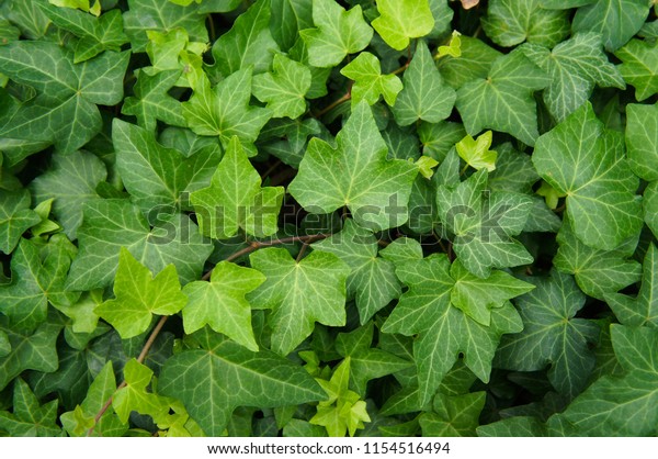 Hedera Helix California Ivy Green Plant Stock Photo Edit Now 1154516494