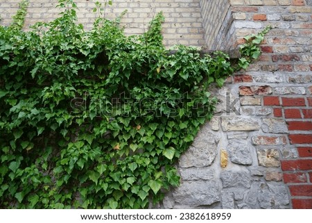 Hedera helix climbs the wall of the Spandau Citadel fortress in August. Hedera helix is a species of flowering plant in the family Araliaceae. Berlin, Germany