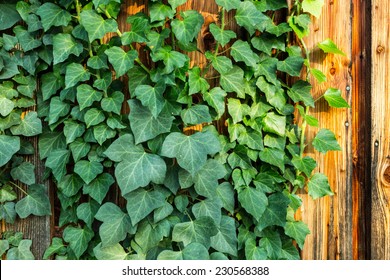 Hedera Helix Or Common Ivy