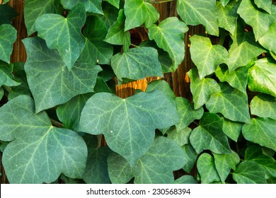 Hedera Helix Or Common Ivy