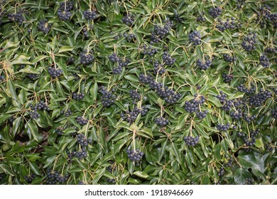  Hedera Helix (Common Ivy, English Ivy) With Berries. These Are Common In The UK And Foragers Collect Them To Make Sloe Gin, The Ripe Berries Are Twice Frozen, Layered With Sugar And Covered With Gin.