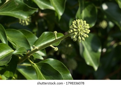 Hedera helix ( common ivy ) flower