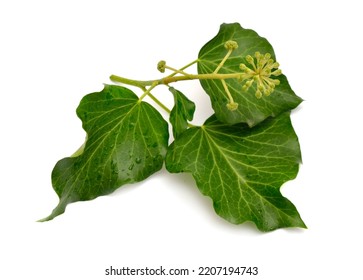 Hedera Helix, English Ivy, European Ivy, Or Just Ivy. Isolated On White Background.