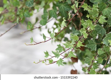 Hedera helix is the English ivy is a species of flowering plant in the family Araliaceae, native to most of Europe and western  