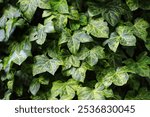 Hedera helix. Green ivy leaves on a tree trunk.