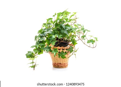 Hedera helix, ivy plant in flower pot isolated on white background