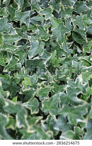 Hedera helix ivy sort glacier or little diamond with grey-green, lobed leaves with irregular whitish margins